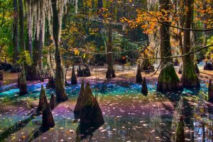 Đầm lầy cầu vồng ở Mỹ thu hút mọi ánh nhìn của du khách với cảnh sắc có một không hai