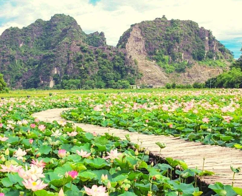 Sen nở rộ tại đầm Vân Long, Hang Múa, Ninh Bình