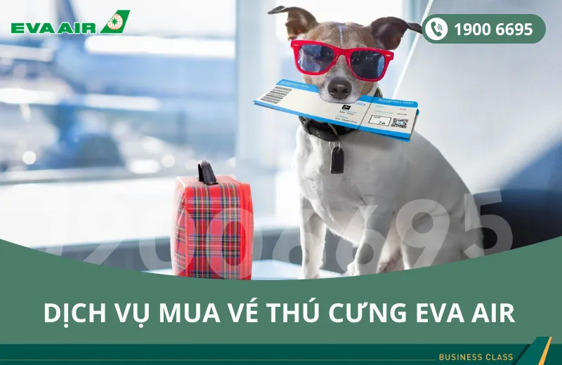 Dịch vụ đặt vé máy bay EVA Air cho thú cưng chó mèo đi San Francisco Mỹ
